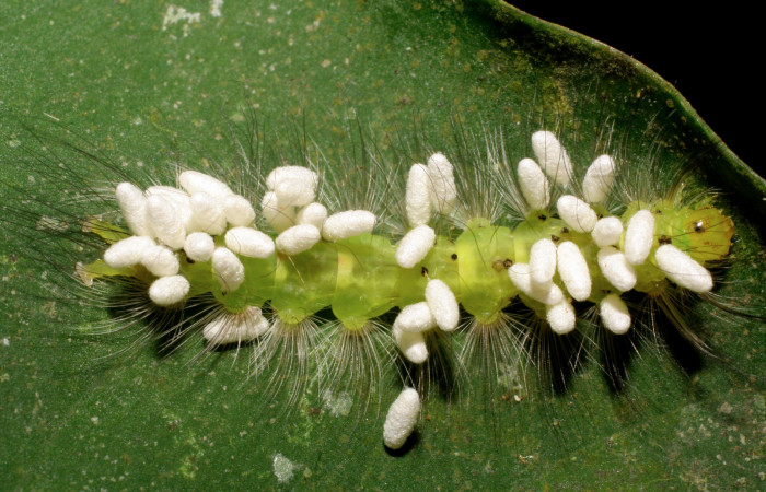 Figura 10. Larva de <i>Elaeognatha argyritis</i> (Nolidae) con parásitos Cotesia Whitfield65 (Braconidae) vista dorsal, aun no han eclosinado los parásitos. Voucher 08-SRNP-40737-DHJ441980.jpg.