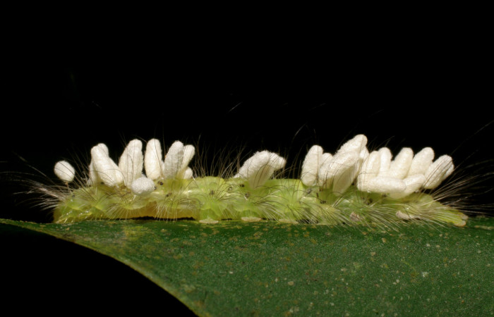 Figura 11. Larva de <i>Elaeognatha argyritis</i> (Nolidae) con parásitos Cotesia Whitfield65 (Braconidae) vista lateral, ya con parásitos eclosinado. Voucher 08-SRNP-40737-DHJ441983.jpg.