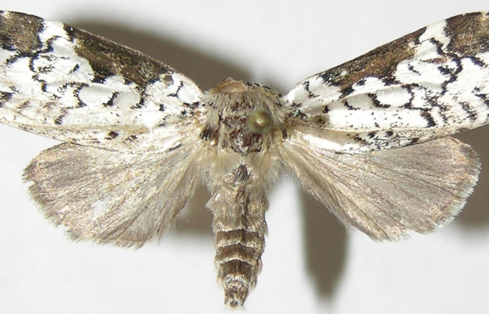 Figura 13. Adulto macho de <i>Elaeognatha argyritis</i> (Nolidae) vista dorsal. Voucher 08-SRNP-4610-DHJ397206.jpg.