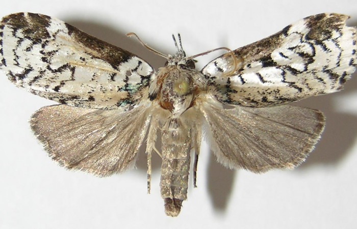 Figura 15. Adulto hembra de <i>Elaeognatha argyritis</i> (Nolidae) vista dorsal. Voucher 09-SRNP-33370-DHJ522336.jpg.