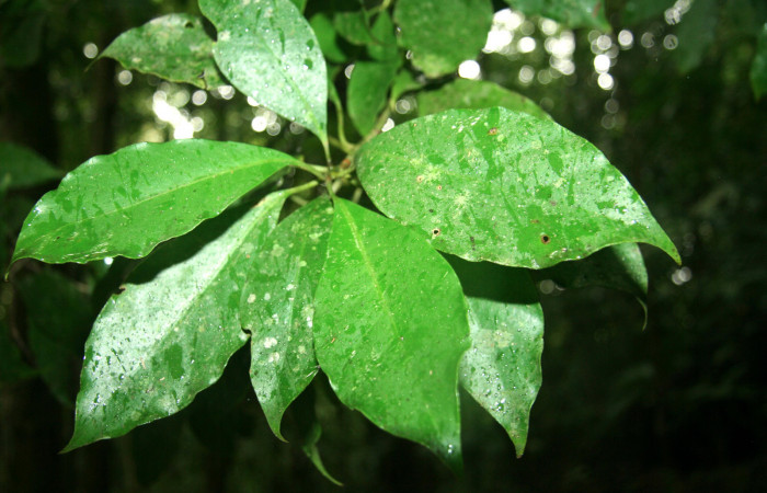 Figura 17. Planta hospedera <i>Chrysochlamys glauca</i> (Clusiaceae) de <i>Elaeognatha argyritis</i> (Nolidae) Sector San Cristóbal, Estación San Gerardo. Foto. Carolina Cano. 2018.