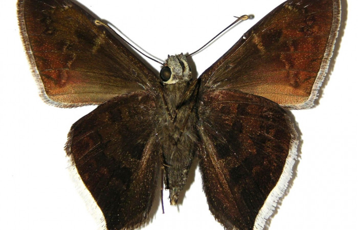 Fig.12 Adulto <i>Cecropterus  jalapus</i> mostrando la parte ventral,  Macho.  Voucher: 02-SRNP-4830-DHJ306807.jpg