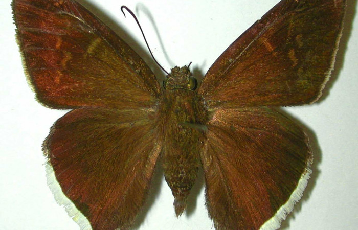 Fig.13 Adulto <i>Cecropterus jalapus</i> mostrando la parte dorsal , Hembra.  Voucher 97-SRNP-4701-DHJ32104.jpg