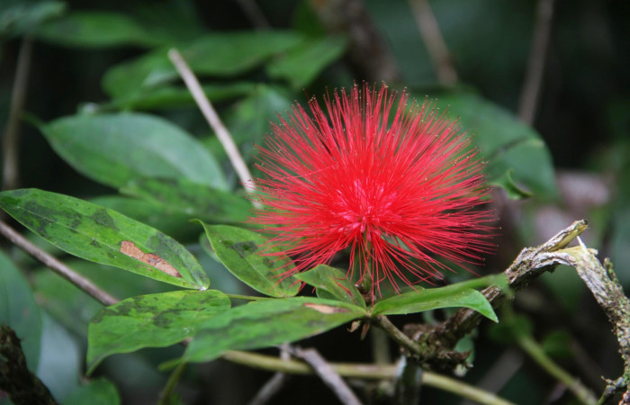 Fig. 1 Larva <i>Cecropterus jalapus</i> tercer estadío ,mostrando forma de casita  en Calliandra rhodocephala Voucher: 03-SRNP-20583-DHJ91254.jpg