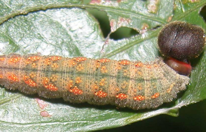Fig.4  Larva <i>Cecropterus jalapus</i> último estadío vista dorsal, mostrando forma de casita último estadio. Voucher: 03-SRNP-20583-DHJ91258.jpg