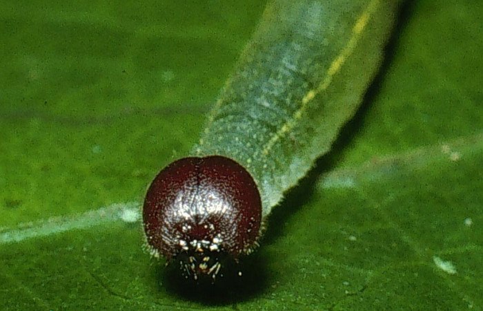 Fig. 6 Larva <i>Cecropterus jalapus</i>  tercer  estadío vista dorsal,  Voucher: 03-SRNP-20583-DHJ77465.jpg