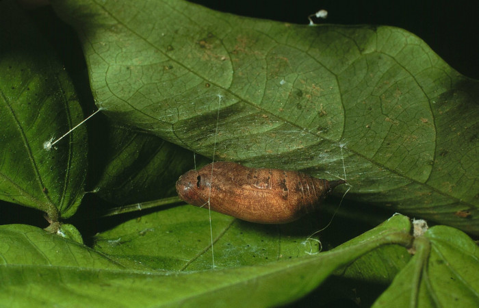 Fig.8  Pupa <i>Cecropterus jalapus</i> vista dorso frontal, mostrando forma de capullo. Voucher: 03-SRNP-20583-DHJ78459.jpg
