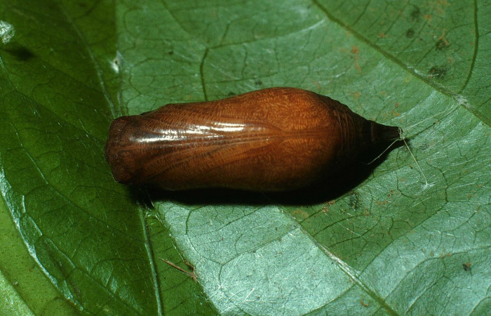 Fig.9  Pupa <i>Achalarus jalapus</i> mostrando la parte dorsal.  Voucher: 03-SRNP-20583-DHJ78467.jpg