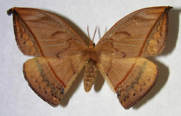Fig. 1. Hembra de <i>Oxytenis albilunulata</i>, (Saturniidae), vista dorsal, 62mm de envergadura. Voucher: 06-SRNP-65648-DHJ361362.jpg.
