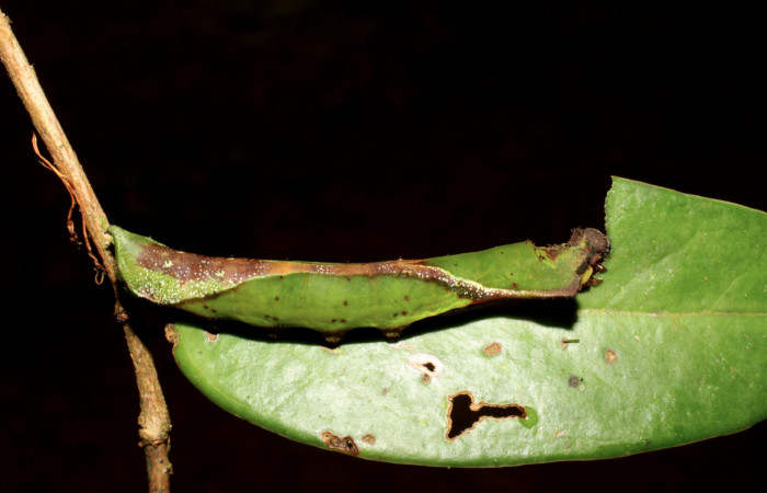Fig. 6. Larva de <i>Oxytenis albilunulata</i>, (Saturniidae), vista lateral, último estadío,  40mm de longitud. Voucher: 06.10-SRNP-31287-DHJ471828.jpg.