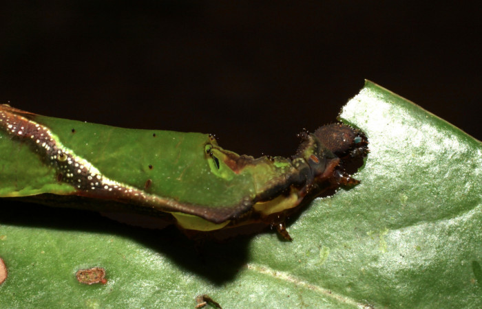 Fig. 7. Larva de <i>Oxytenis albilunulata</i>, (Saturniidae), vista lateral del torax, último estadío,  40mm de longitud. Voucher:  10-SRNP-31287-DHJ471834.jpg.