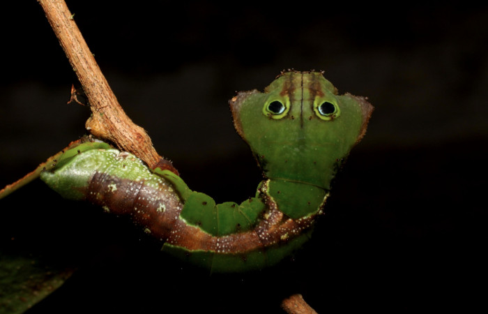 Fig. 12. Larva de <i>Oxytenis albilunulata</i>, (Saturniidae), vista dorsal del torax, último estadío,  40mm de longitud. Voucher: 10-SRNP-31287-DHJ471868.jpg.