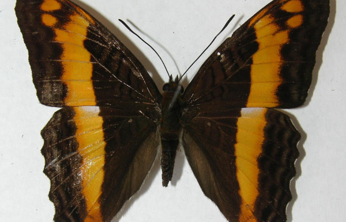  Fig. 1. Adulto <i>Adelpha</i> leuceriaDHJ01. Vista dorsal.Voucher: 06-SRNP-34704-DHJ416562.jpg. 