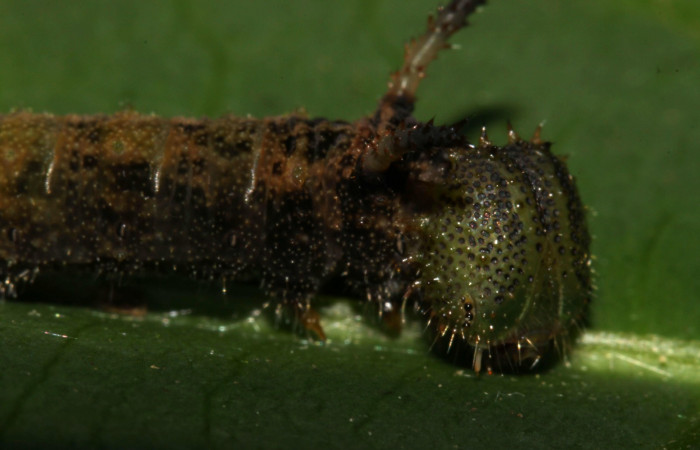  Fig. 3. Larva <i>Adelpha</i> leuceriaDHJ01 en penúltimo estadio vista lateral mostrando cabeza y cuernos.  Voucher: 12-SRNP-31973-DHJ700362.jpg. 