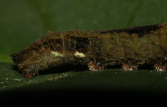 Fig. 5. Larva <i>Adelpha</i> leuceriaDHJ01 penúltimo estadio vista últimos segmentos laterales.
 Voucher: 12-SRNP-31973-DHJ700365.jpg. 