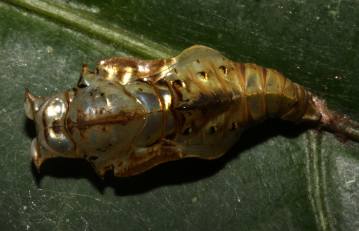 Fig. 7. Pupa <i>Adelpha</i> leuceriaDHJ01, vista dorsal, mostrando la estructura de cabeza. 
 Voucher: 12-SRNP-31973-DHJ700352.jpg. 