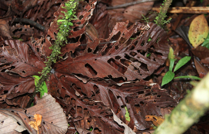 Figura 15. Planta hospedera de <i>Lascoria</i> Janzen 4356 (Erebidae), se pueden ver el comido de la larva en <i>Cecropia insignis</i>, (Urticaceae),. Foto: Freddy Quesada Quesada. 16 octubre 2017.