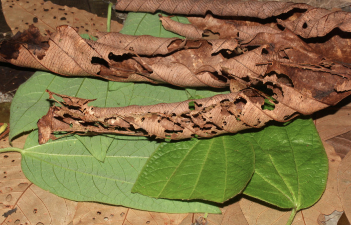 Figura 5.<i>Lascoria</i> Janzen 4356, (Erebidae), mostrando el comido en la hoja secas de Cecropia insignis, (Urticaceae). Voucher: 17-SRNP-32268-DHJ740375.jpg. Foto: 23 setiembre 2017.