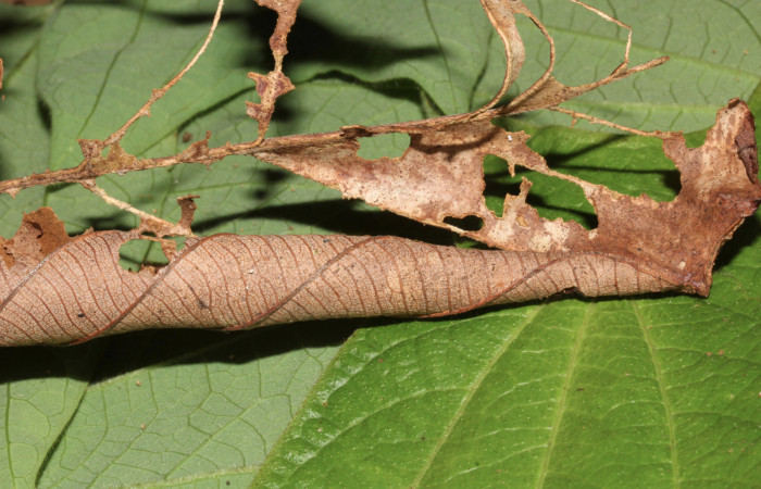 Figura 7. <i>Lascoria</i>  Janzen 4356, (Erebidae), mostrando el comido en la hoja secas de Cecropia insignis, (Urticaceae). Voucher: 17-SRNP-32268-DHJ740377.jpg. Foto: 23 setiembre 2017.