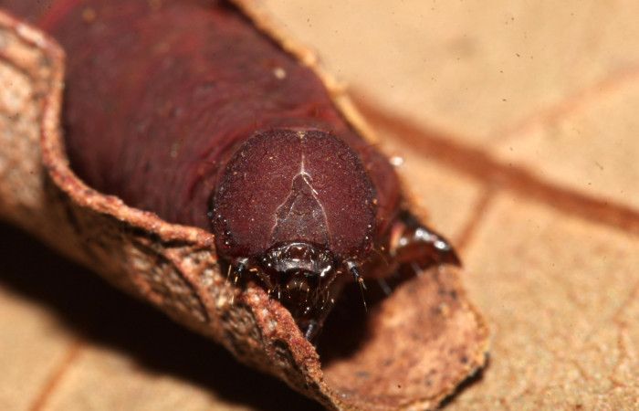 Figura 10. Larva <i>Lascoria]/i] Janzen 4356, (Erebidae). Larva en último estadío, 40mm, cabeza de frente. Voucher: 17-SRNP-32268-DHJ740382.jpg. Foto: 23/setiembre/2017.
