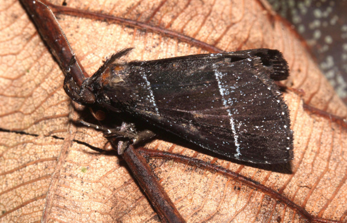 Figura 1. <i>Lascoria</i> Janzen 4356, (Erebidae). Vista lateral izquierdo, 20 mm de longitud. Voucher:  17-SRNP-32268-DHJ740390.jpg.