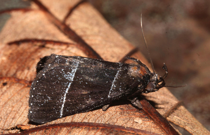 Figura 2. <i>Lascoria</i> Janzen 4356, (Erebidae). Vista lateral derecho, 20 mm de longitud. Voucher:  17-SRNP-32268-DHJ740391.jpg.