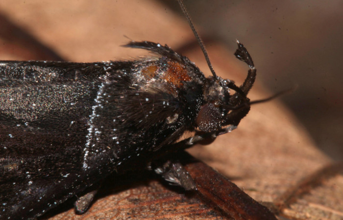 Figura 4. <i>Lascoria</i> Janzen 4356, (Erebidae). Vista lateral derecho de la cabeza, 20 mm de longitud. Voucher: 17-SRNP-32268-DHJ740393.jpg.