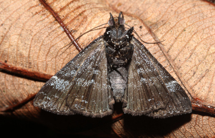 Figura 3. <i>Lascoria</i> Janzen 4356, (Erebidae). Vista ventral, 20 mm de longitud. Voucher: 17-SRNP-32268-DHJ740395.jpg.  