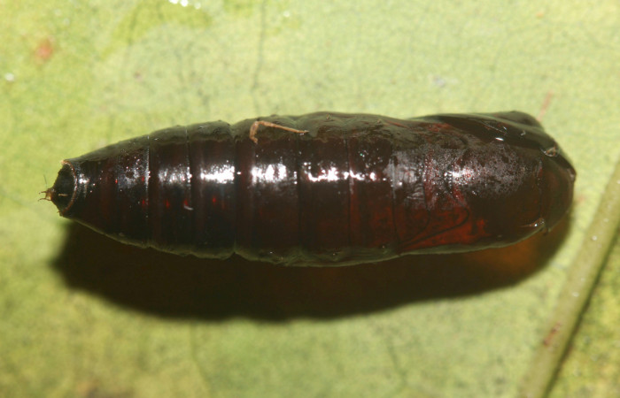 Figura 12. <i>Lascoria</i> Janzen 4356, (Erebidae). Pupa dorsal, 17mm. Voucher: 17-SRNP-32268-DHJ740398.jpg. Foto: 17/ octubre/2017.  
