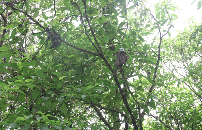 Figura 14. Planta hospedera <i>Lascoria</i> Janzen 4356 (Erebidae), se pueden ver las hojas secas guindando en la vegetación <i>Cecropia insignis</i>, (Urticaceae). Foto: Freddy Quesada Quesada. 16 octubre 2017.