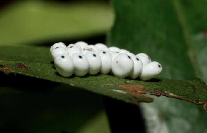 Figura 2. Huevos vistos lateral, puestos por la hembra <i>Automeris postalbida</i> (Saturniidae). Sector Cacao, 1100 metros altitud. Fecha 3 febrero 2014. Voucher: 14-SRNP-35066-DHJ490509.jpg.