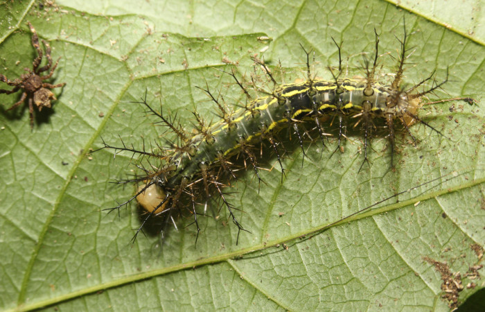 Figura 5. Larva <i>Automeris postalbida</i> (Saturniidae) en tercer estadío. Vista dorsal, Fecha 8 setiembre 2017. Voucher: 17-SRNP-27475-DHJ731497.jpg.