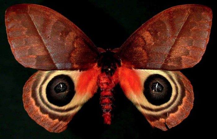 Figura 9. Sector San Cristóbal, Quebrada San Francisco, Area de Conservacion Guanacaste, (690 m; fecha 27 abril 1998). Adulto <i>Automeris postalbida</i> (Saturniidae). Vista dorsal. Macho. Voucher: 98-SRNP-6669-DHJ31098.jpg.