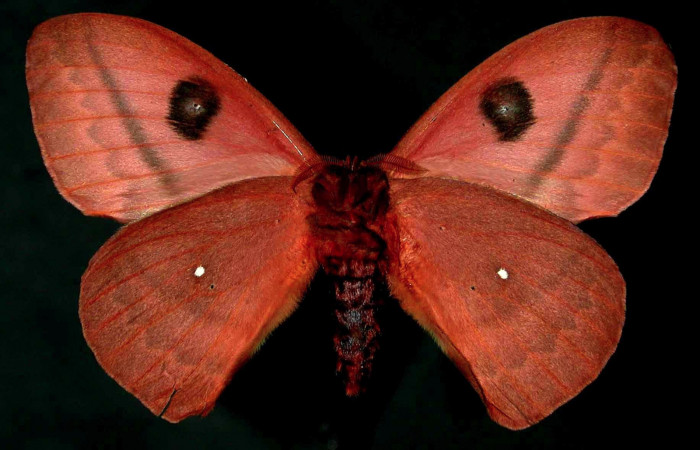 Figura 10. Sector San Cristóbal, Quebrada San Francisco, Area de Conservacion Guanacaste, (690 m; fecha 27 abril 1998). Adulto <i>Automeris postalbida</i> (Saturniidae). Vista ventral. Macho. Voucher: 98-SRNP-6669-DHJ31099.jpg.