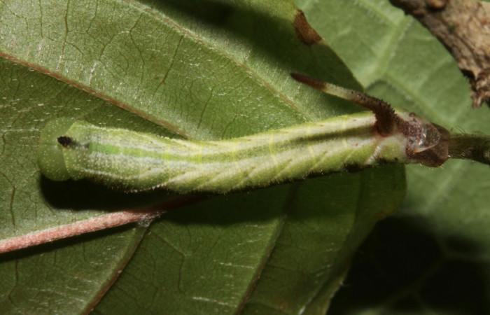 Figura 2. Larva de <i>Eupyrrhoglossum sagra</i> (Sphingidae) en tercer estadío (19mm), 22 agosto2013, vista dorsal. Voucher: 13-SRNP-31153-DHJ701361.jpg.