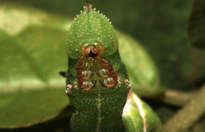 Figura 4. Larva de <i>Eupyrrhoglossum sagra</i> (Sphingidae), mostrando las patas en tercer estadío. Voucher: 13-SRNP-31153-DHJ701369.jpg.