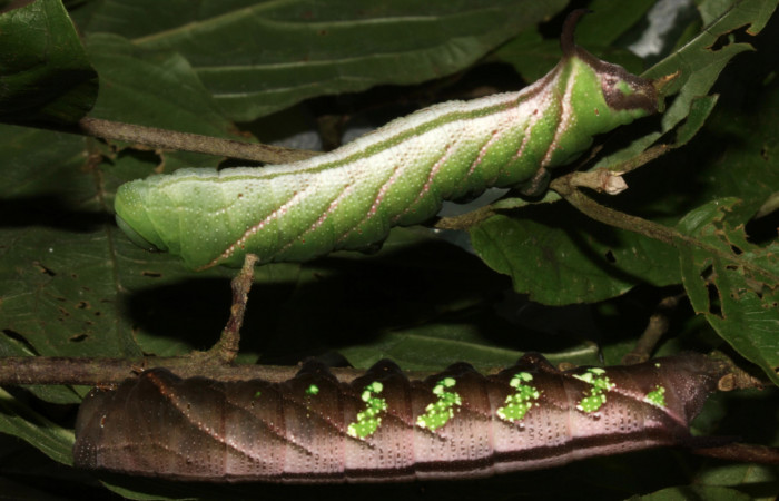 Figura 1. Larvas de <i>Eupyrrhoglossum sagra</i> (Sphingidae) en último estadío (67mm). Fotos tomadas 09/25/2013 para mostrar la variación de color en larvas de la misma especie. Voucher 13-SRNP-31169-DHJ701445.jpg.