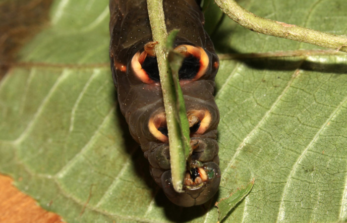Figura 6. Larva de <i>Eupyrrhoglossum sagra</i> (Sphingidae), mostrando las patas con la coloración en último estadío. Forma cafe. Voucher: 13-SRNP-31169-DHJ701450.jpg.