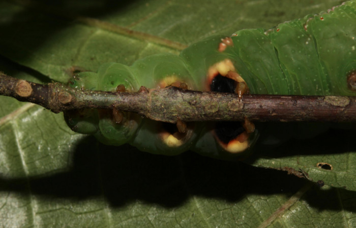 Figura 5. Larva de <i>Eupyrrhoglossum sagra</i> (Sphingidae), mostrando las patas con la coloración en último estadío. Forma verde. Voucher: 13-SRNP-31170-DHJ701465.jpg.