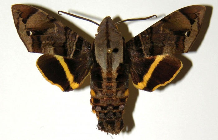 Figura 10. Vista dorsal de macho de <i>Eupyrrhoglossum sagra</i> (Sphingidae). Voucher: 92-SRNP-3904-DHJ304278.jpg.
