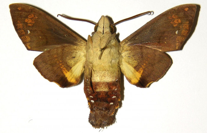 Figura 11. Vista ventral de macho de <i>Eupyrrhoglossum sagra</i> (Sphingidae). Voucher: 92-SRNP-3904-DHJ304279.jpg.