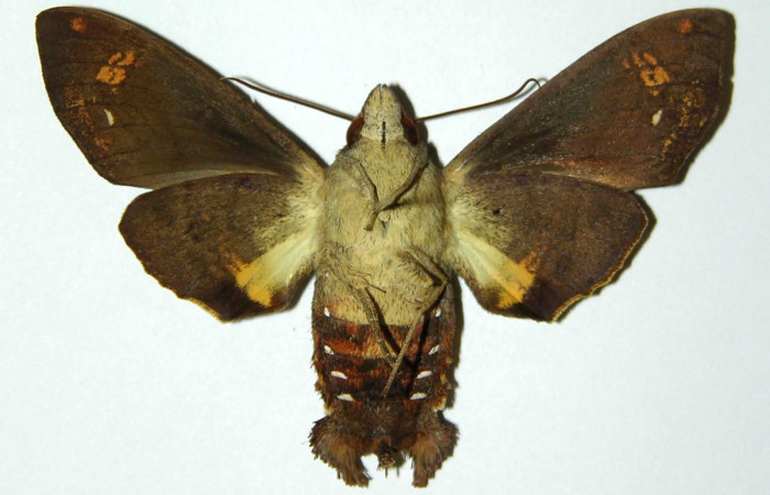Figura 9. Vista ventral de hembra de <i>Eupyrrhoglossum sagra</i> (Sphingidae). Voucher: 98-SRNP-9113-DHJ304271.jpg.