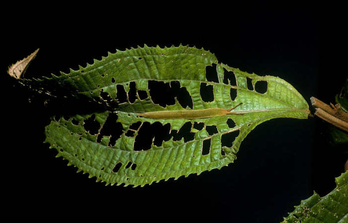 Figura 7. Larva de <i>Macrosoma conifera</i>, Hedylidae, en ultimo estadío, (38mm), 8/agosto/2004, vista dorsal. Voucher: 04-SRNP-41974-DHJ87077.jpg.