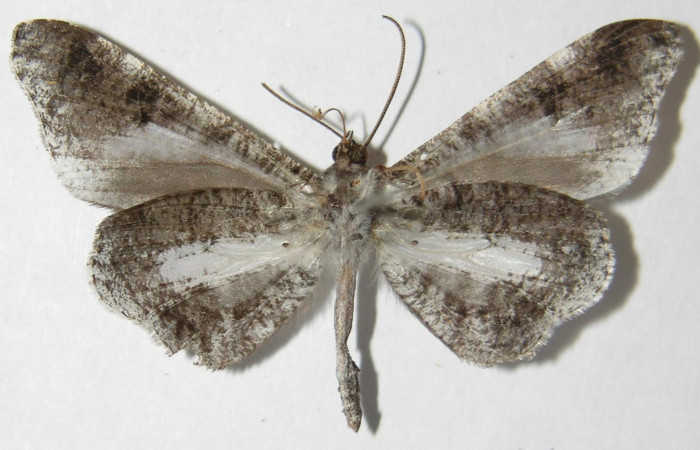 Figura 2. Adulto de <i>Macrosoma conifera</i>, Hedylidae. Vista ventral del macho, 36mm. Voucher: 09-SRNP-70861-DHJ515887.jpg.