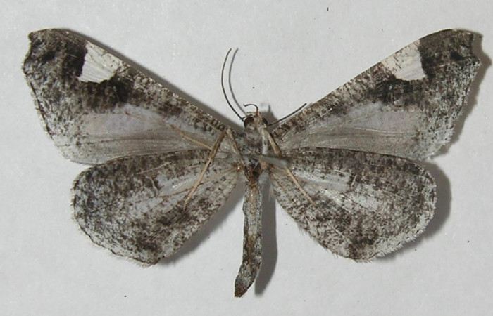 Figura 4. Adulto de <i>Macrosoma conifera</i>, Hedylidae. Vista ventral de la hembra, 36mm. Voucher: 11-SRNP-32042-DHJ553753.jpg.