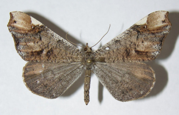 Figura 3. Adulto de <i>Macrosoma cascaria</i>, Hedylidae. Vista ventral de la hembra, 45mm. Voucher: 06-SRNP-1522-DHJ344570.jpg