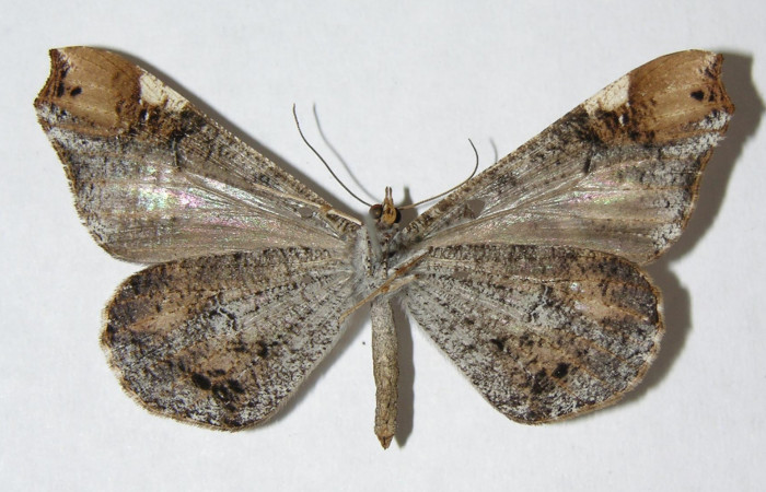 Figura 4. Adulto de <i>Macrosoma cascaria</i>, Hedylidae. Vista ventral de la hembra, 45mm. Voucher: 06-SRNP-1522-DHJ344571.jpg