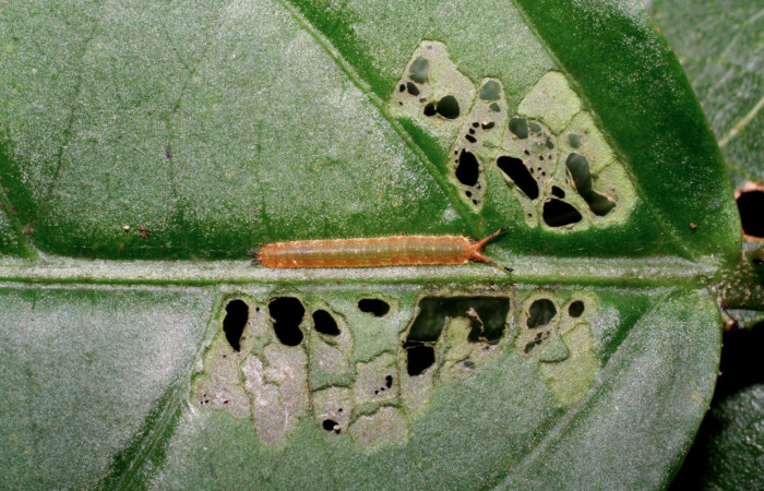 Figura 6. Larva de <i>Macrosoma cascaria</i>, Hedylidae, en segundo estadío, (13mm), 25/Octubre/2006, vista dorsal. Voucher: 06-SRNP-47905-DHJ419173.jpg.