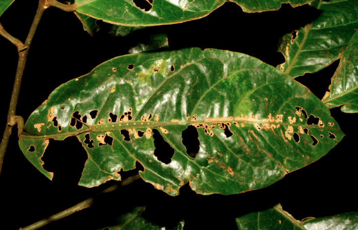 Figura 5. Larva de <i>Macrosoma cascaria</i>, Hedylidae, en ultimo estadío, (33mm), 19/Agosto/2007, vista dorsal. Voucher: 07-SRNP-45764-DHJ428372.jpg.