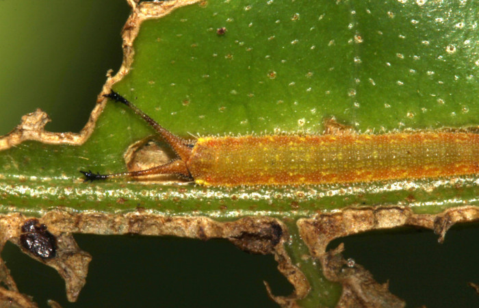 Figura 7. Larva de <i>Macrosoma cascaria</i>, Hedylidae, en segundo estadío, (8mm), 05/mayo/2014, vista dorsal de los cuernitos. Voucher: 14-SRNP-30703-DHJ720838.jpg